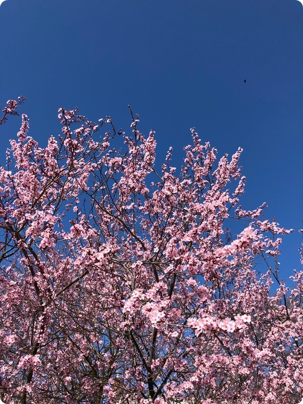 spring flowers dc