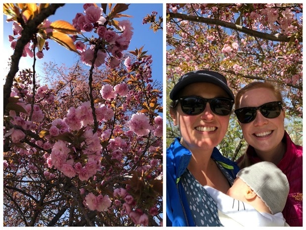 spring flowers in dc