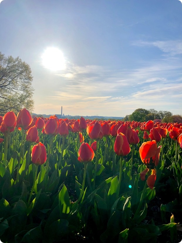 tulips view of dc