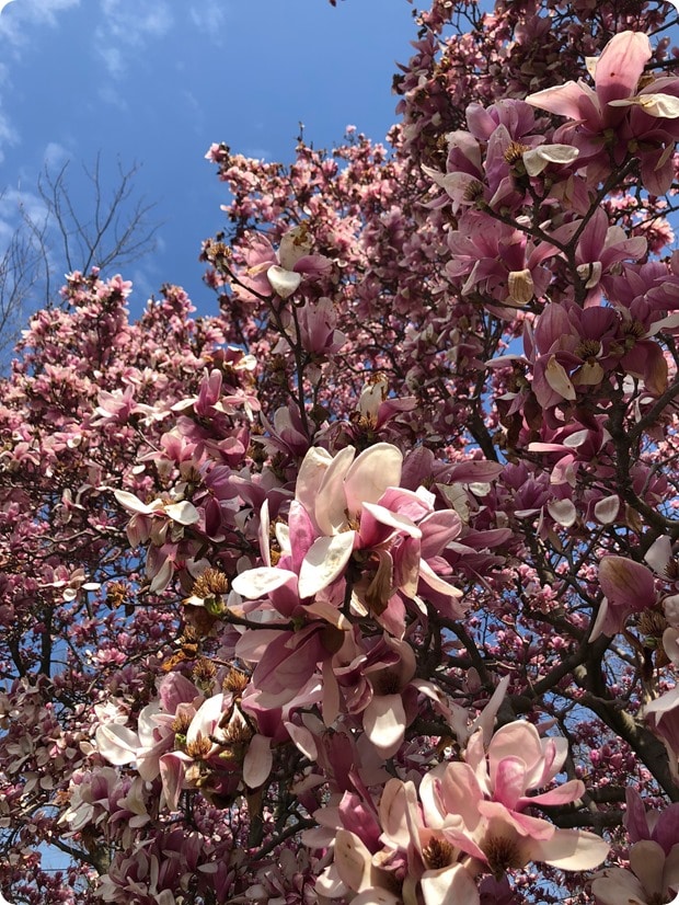 virginia beautiful spring pink flower trees