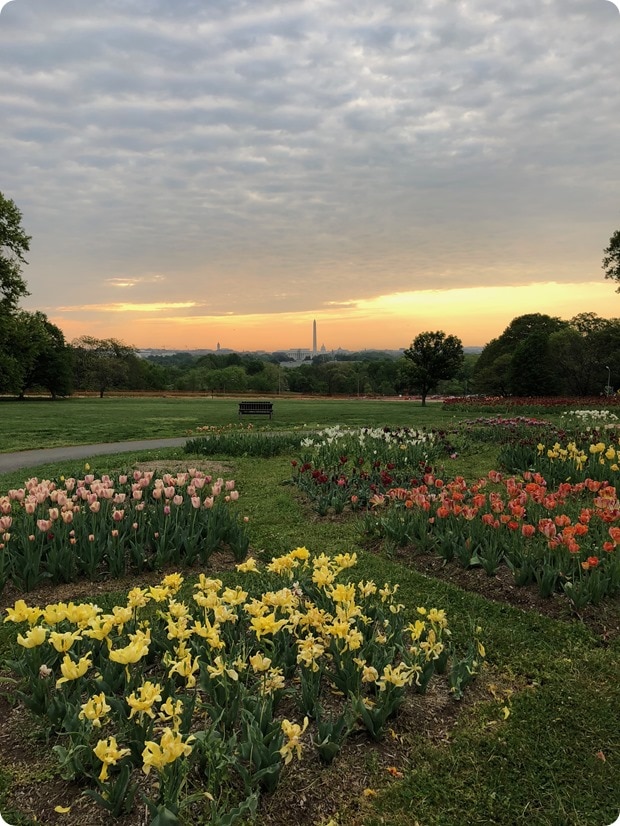 dc morning sunrise run