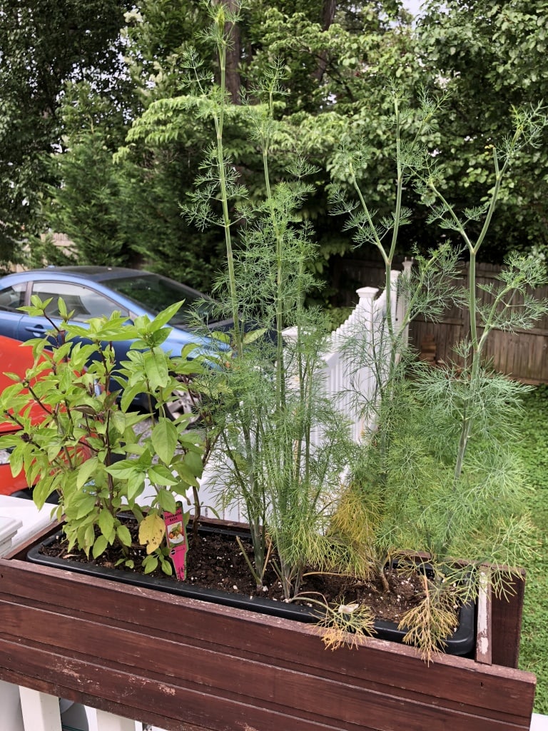 grow dill and basil at home