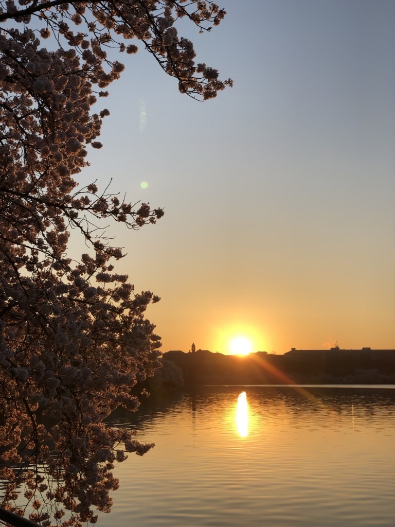 dc cherry blossom tidal basin run