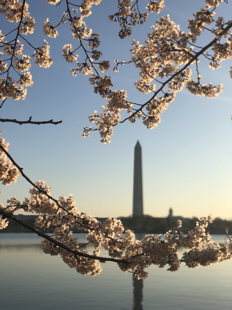 2019 dc cherry blossoms