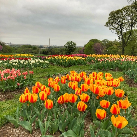 spring tulips view of DC from rosslyn