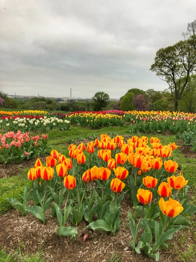 spring tulips view of DC from rosslyn