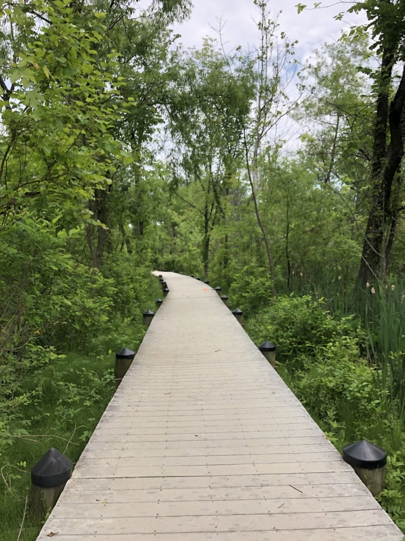 roosevelt island running