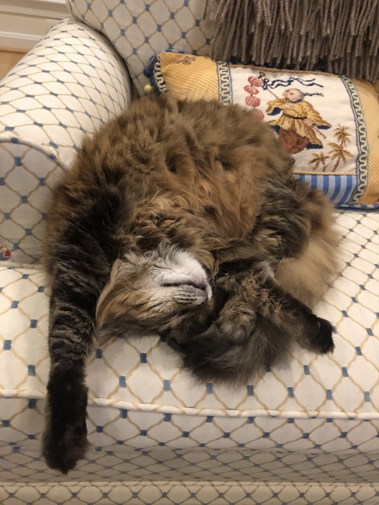 zara the cat