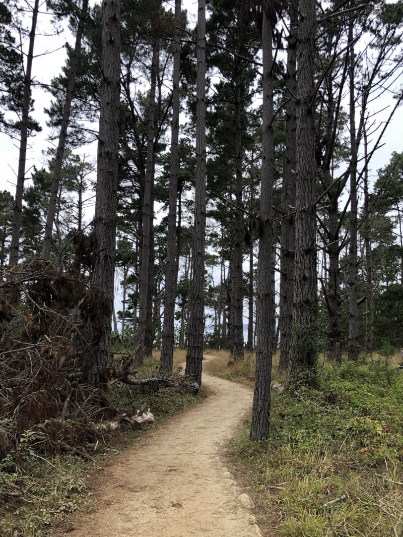 point lobos state park