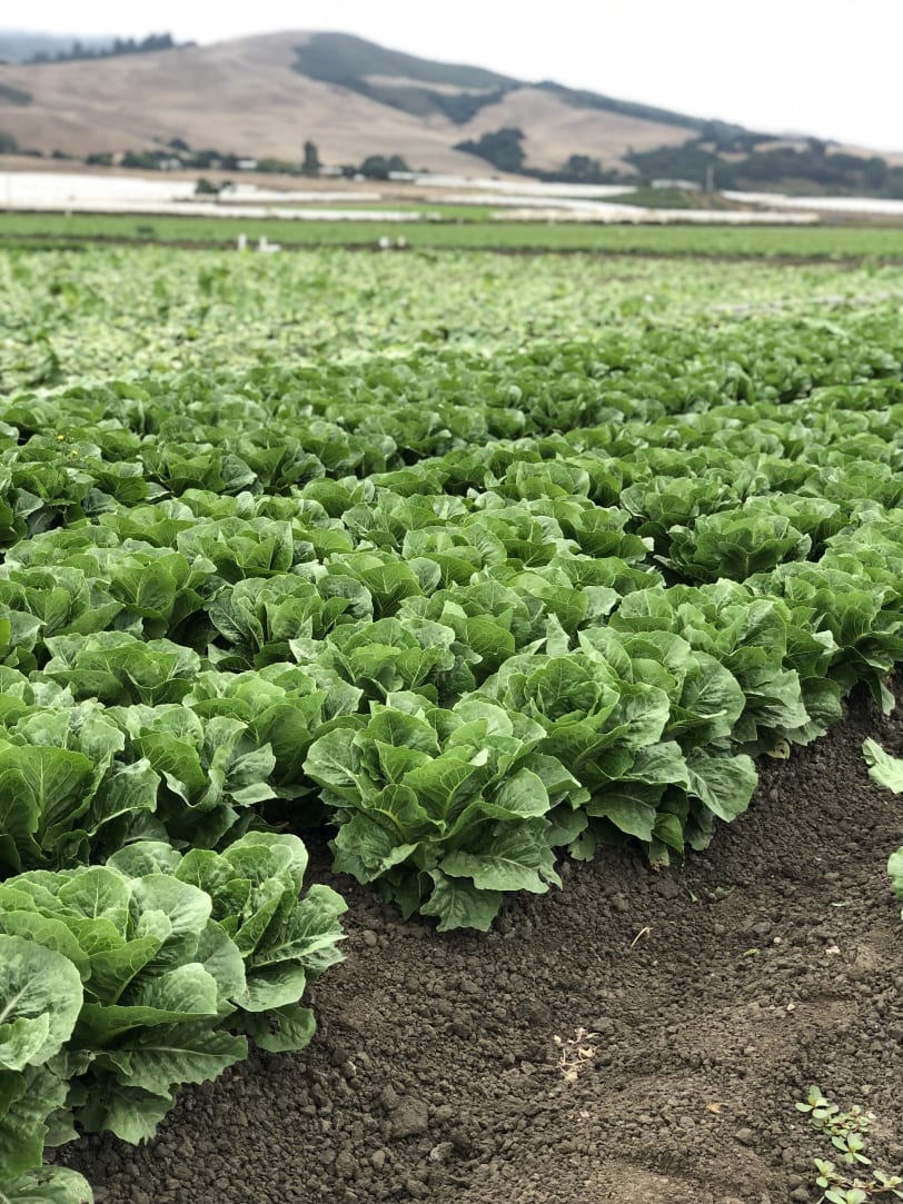 romaine field in california