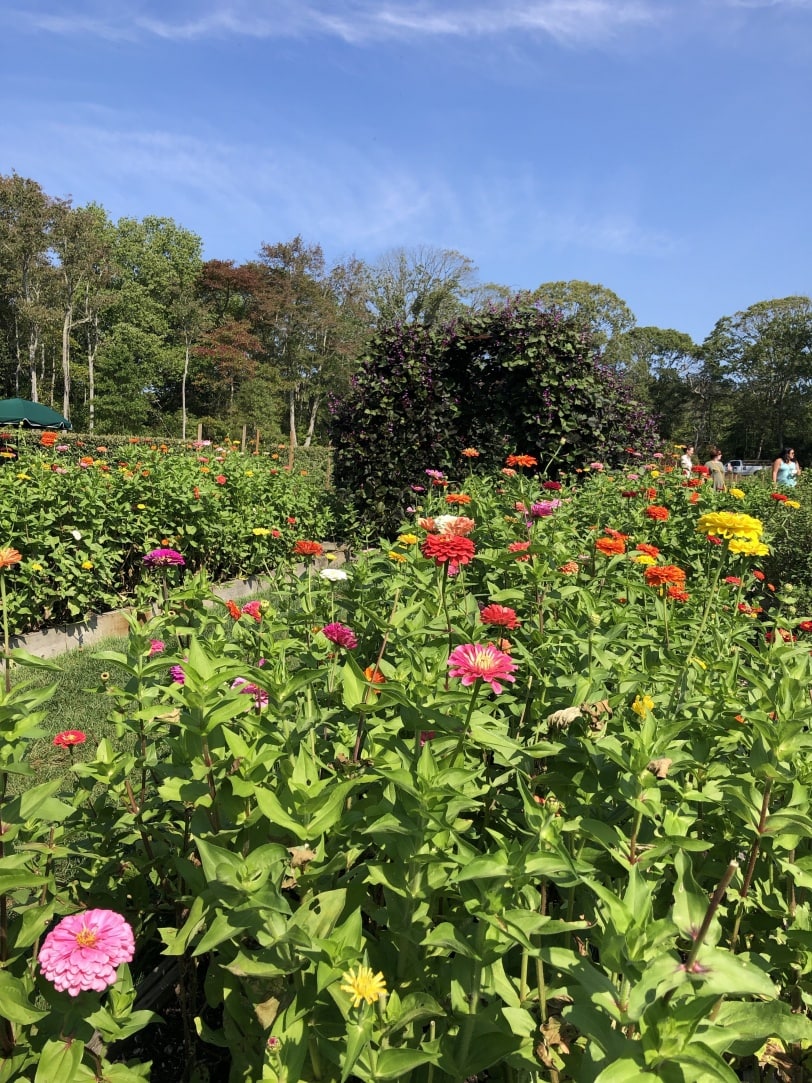 beach plum farm cape may