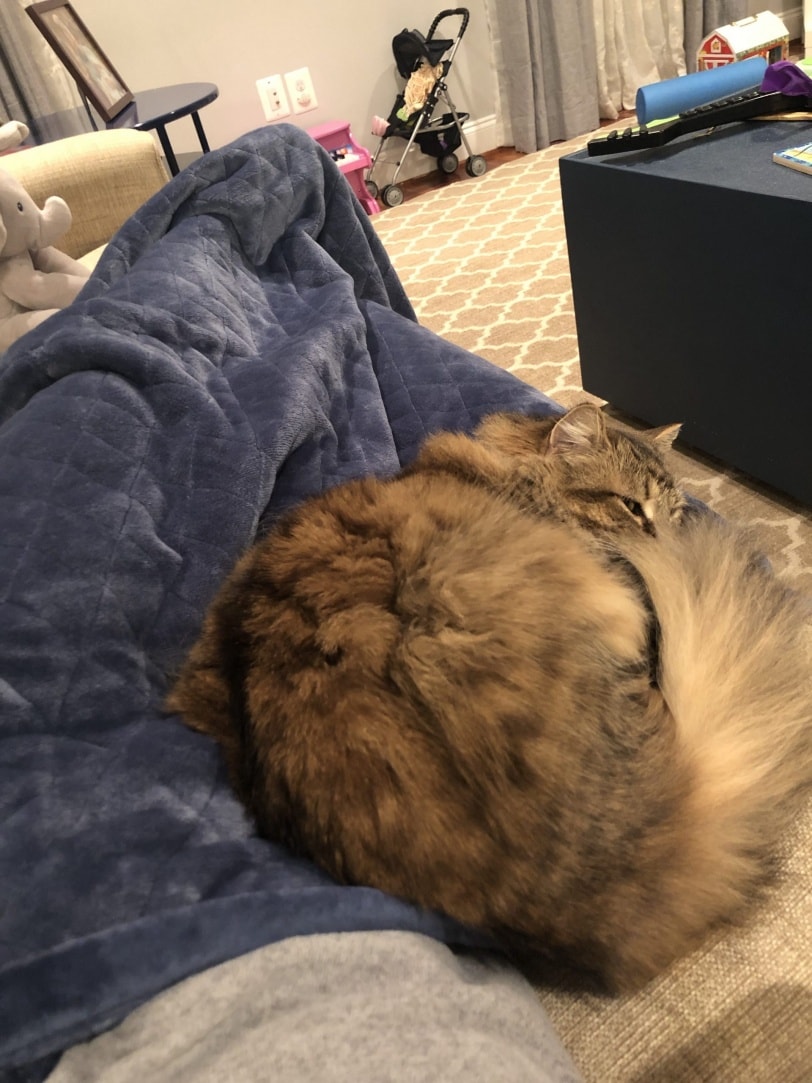 cozy cat on couch