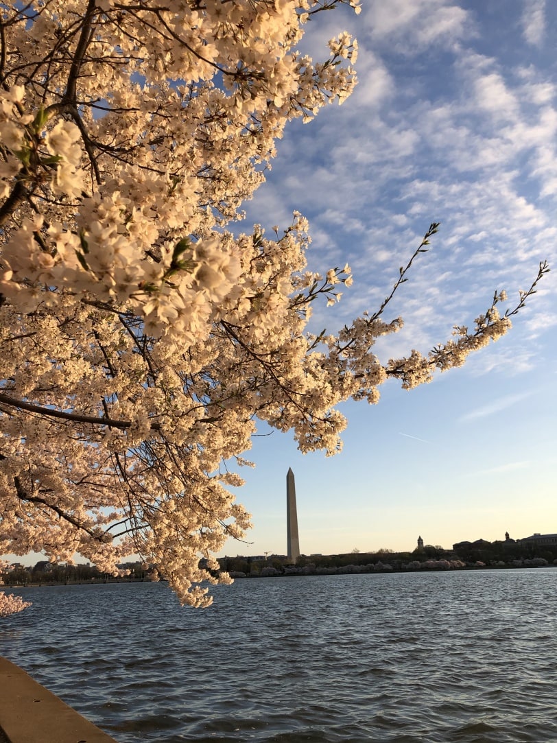 cherry blossom sunrise pictures