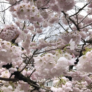 beautiful white and pink spring flowers