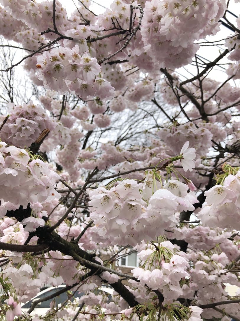 beautiful white and pink spring flowers