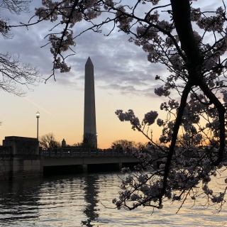 sunrise at the cherry blossoms