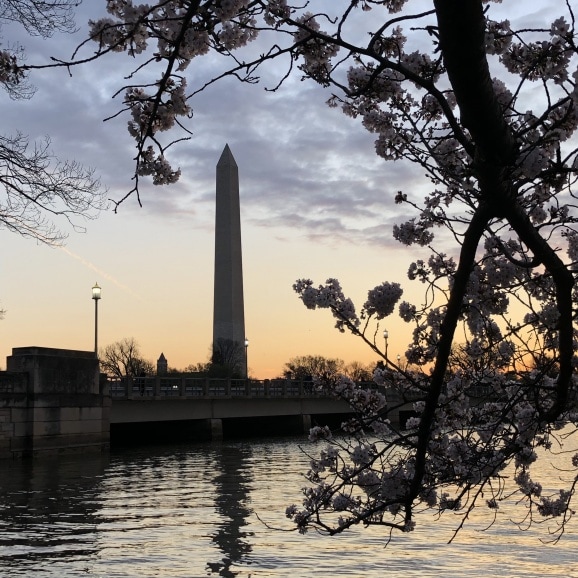 sunrise at the cherry blossoms