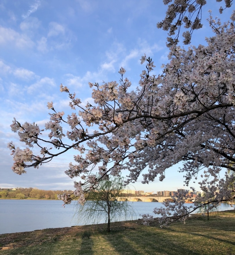 hains point cherry blossoms