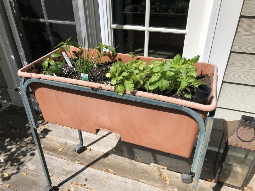 herb garden set up