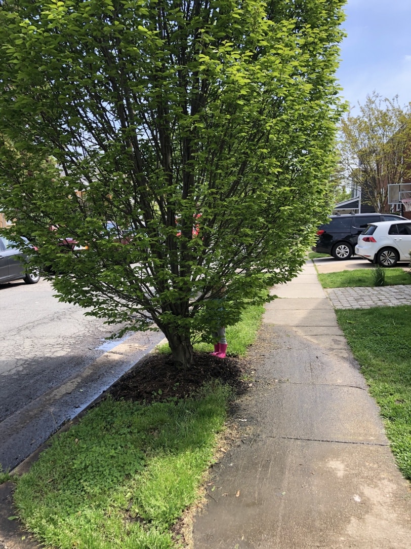 photo of a tree with a toddler hiding