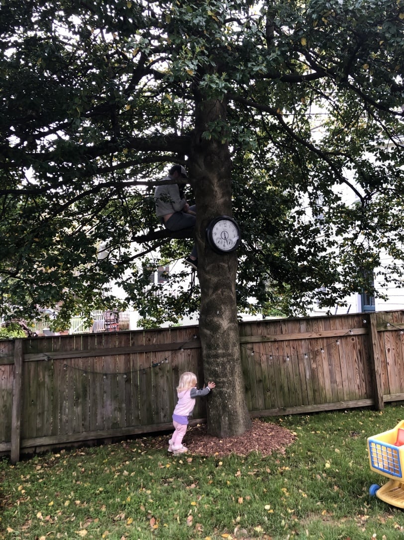 cat stuck in tree