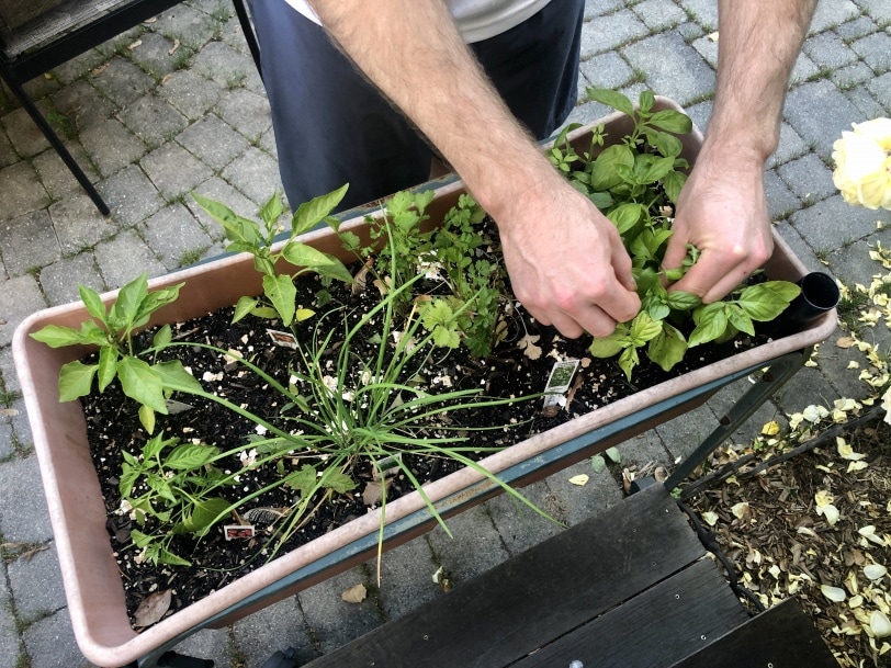 picking basil from our herb garden