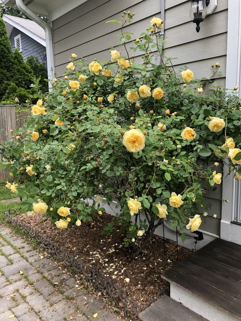 enormous flowering rose bush