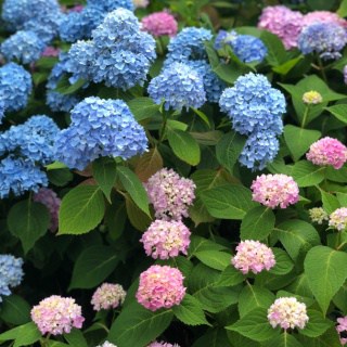 beautiful hydrangeas