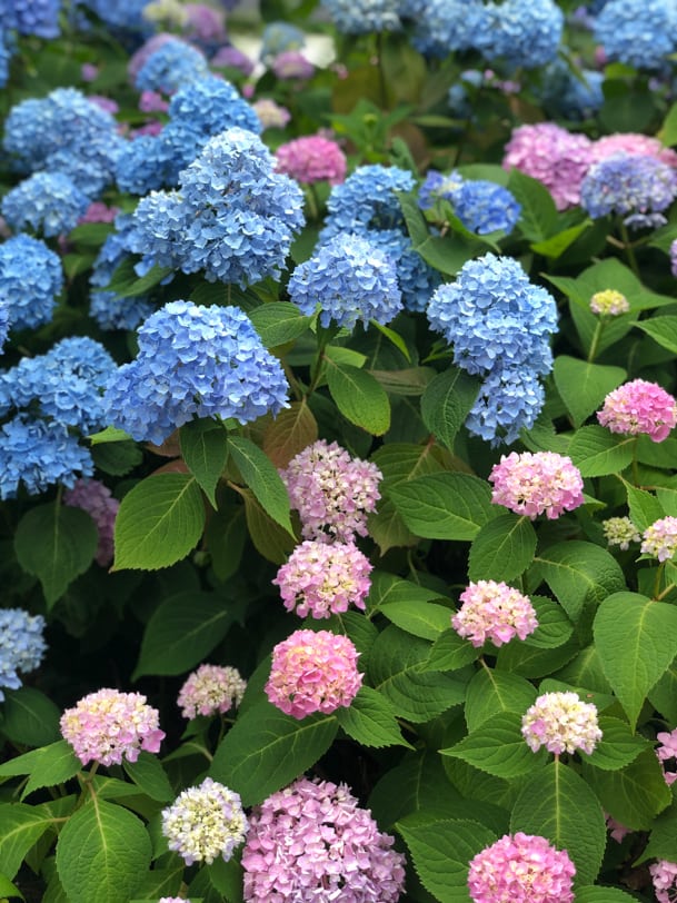beautiful hydrangeas 