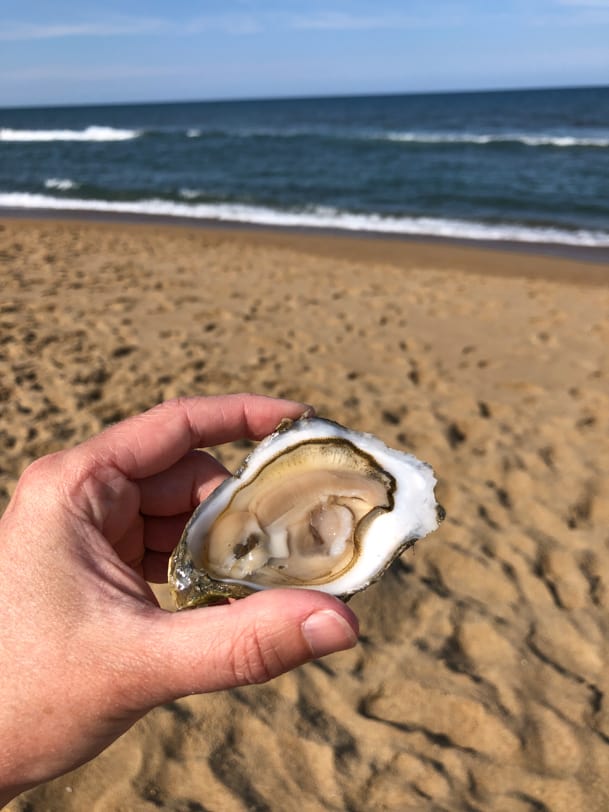 oysters duck nc