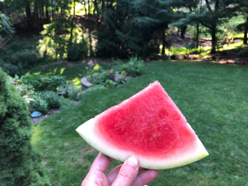 watermelon