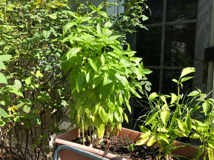 massive basil plant