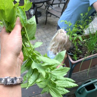 homegrown basil
