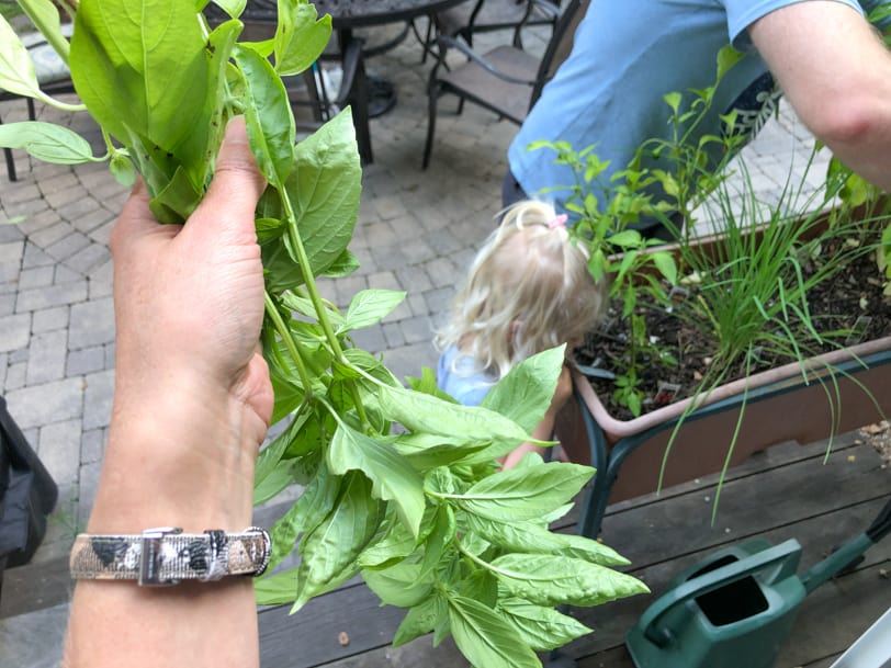 homegrown basil