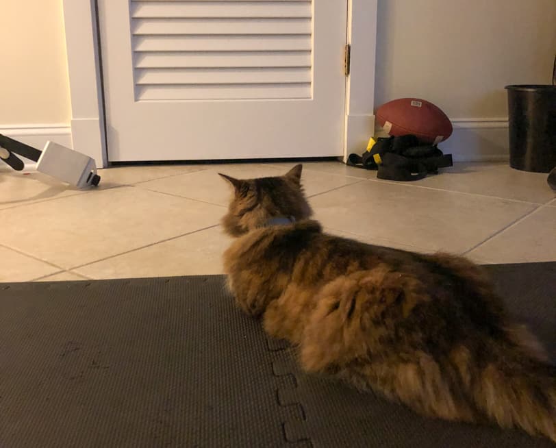 cat watching basement door