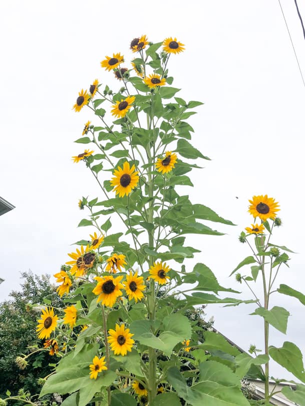 super tall sunflowers