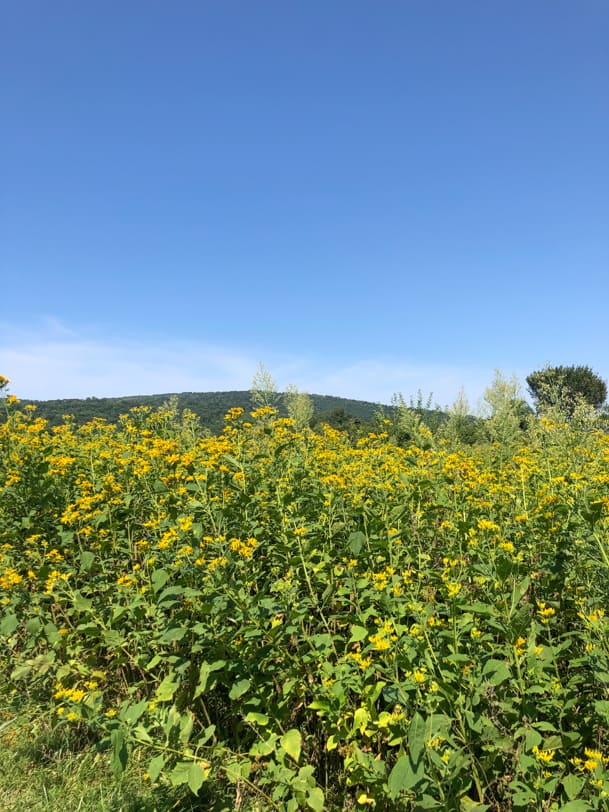 yellow flowers in sky meadows state park