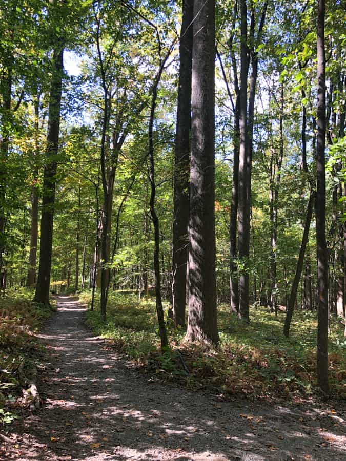 view of a wooded trail in catoctin mountain park