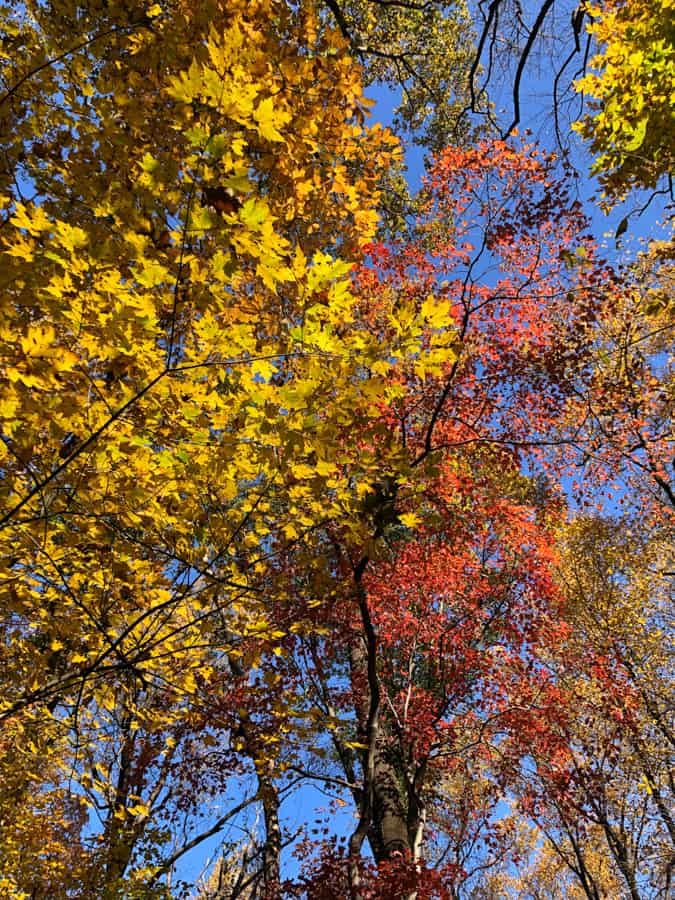 beautiful fall leaves in northern virginia