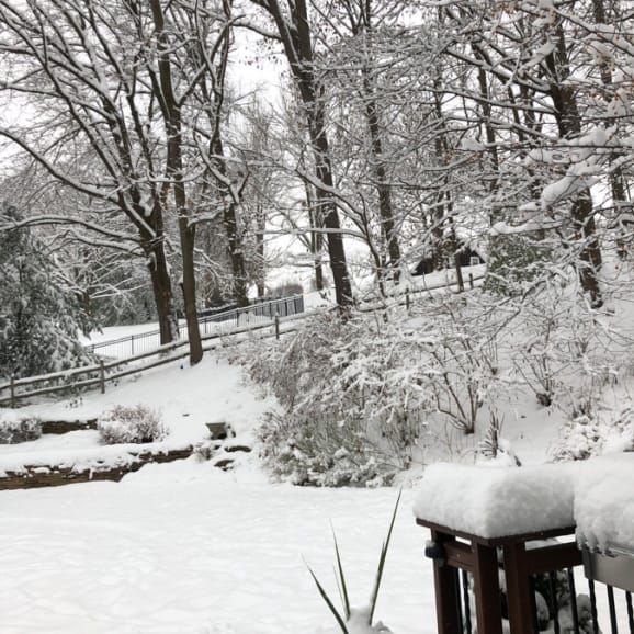 backyard winter wonderland