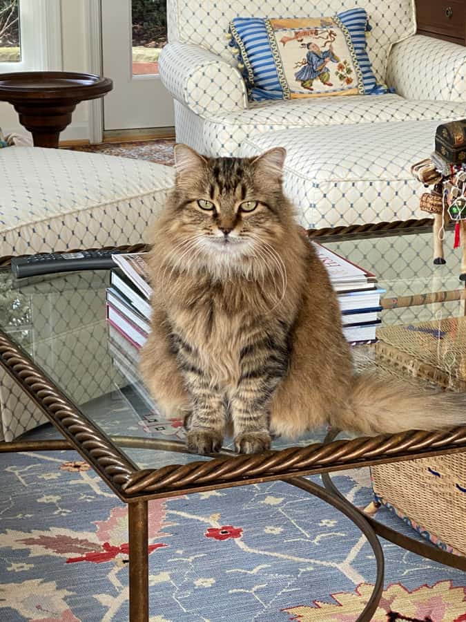 zara the fluffy cat
