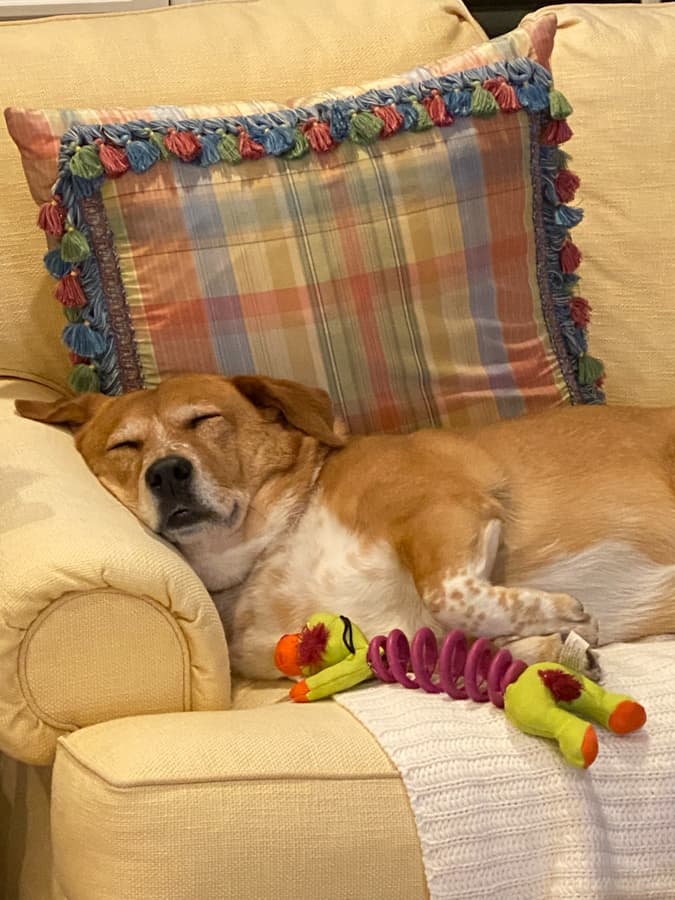 freyja the dog 