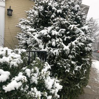 snowy trees