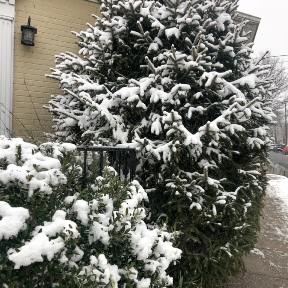 snowy trees