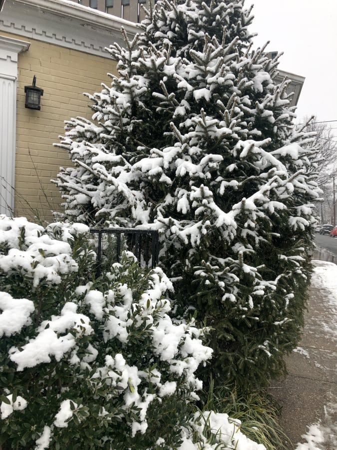 snowy trees