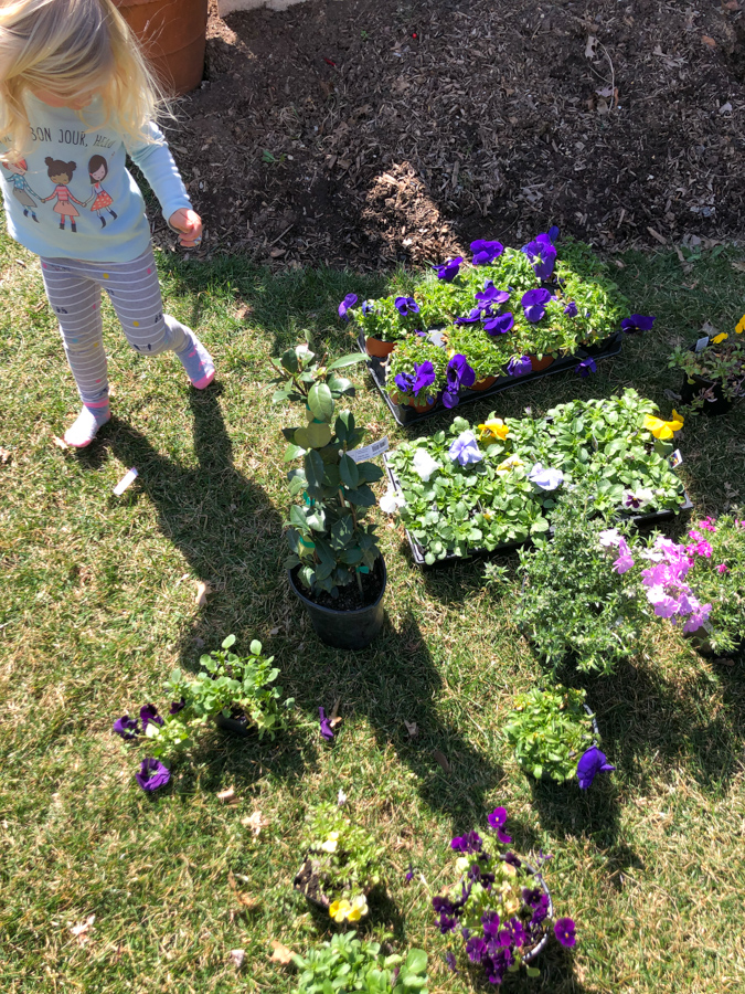 planting flowers for spring