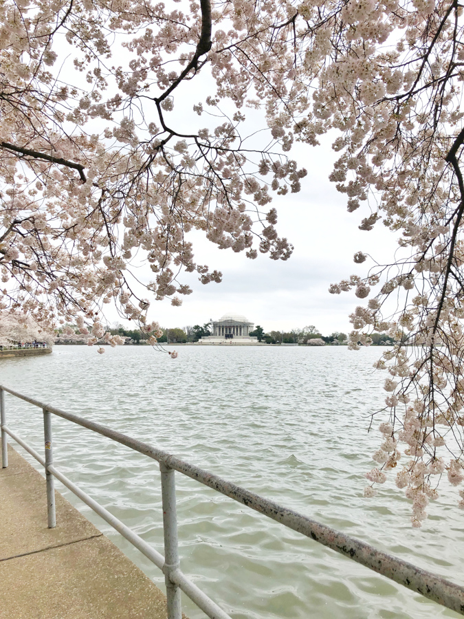cherry blossoms with the jefferson memorial 