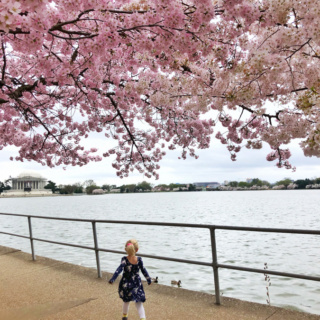 toddler running towards the cherry blossoms