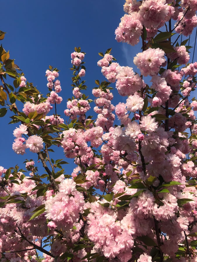 pink flowers with deep blue sky