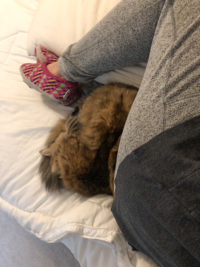 cat sleeping in leg nook